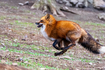 走るキツネ