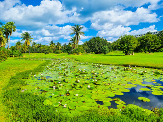 Mexico, Cancun, pond with lotus flowers among palm trees