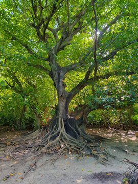 Mexico, Cancun, ficus benjamin roots