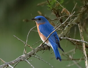 Male bluebird on a branch, bright blue