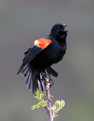 Redwing blackbird displaying, singing to attract a mate in spring