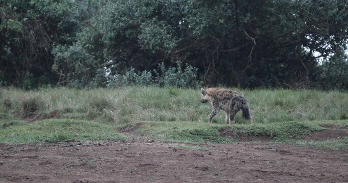 Spotted Hyena Wandering In The Wilderness Of Aberdare National Park, Kenya, East Africa. Slow Motion Shot