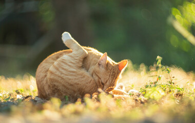 Cute ginger cat playing in the grass at sunset. Selective focus.