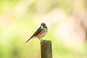 木陰でのんびりくつろぐルリビタキ オス幼鳥