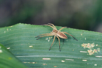シボグモ（北海道・鶴居村）
