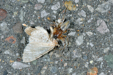 ガを捕えたムナアカフクログモ（北海道・知床）
