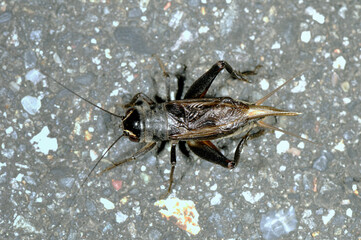 エンマコオロギ（長野県・松本市）
