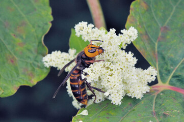 訪花するオオスズメバチ（北海道・知床）
