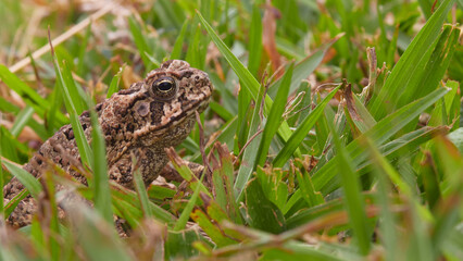 frog in the grass, spotted, close-up