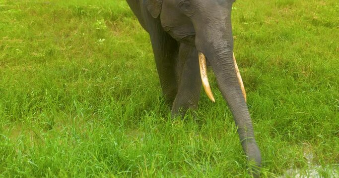 Elephant (Elephas maximus maximus) herd in Minneriya National Park, Sri Lanka, Asia