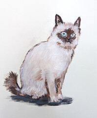 座っている猫、バーマンの水彩、手描き、イラスト