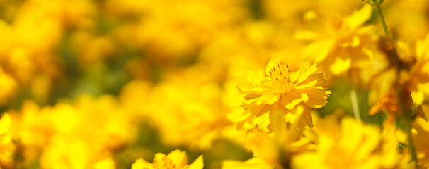 Closeup of yellow Cosmos flower under sunlight with copy space using as background natural green plants landscape, ecology wallpaper cover page concept.