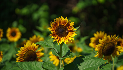 Closeup of yellow sunflower flower under sunlight with copy space using as background natural plants landscape, ecology wallpaper in dark tone cover page concept.