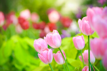Obraz premium Closeup of pink Tulip flower under sunlight using as background natural plants landscape, ecology wallpaper cover page concept.