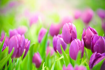 Closeup of purple Tulip flower under sunlight using as background natural plants landscape, ecology wallpaper cover page concept.
