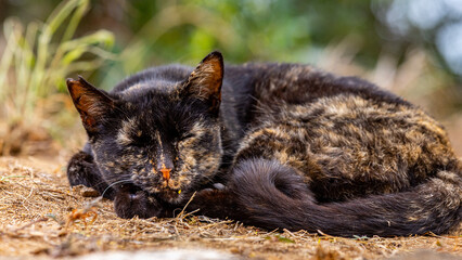 Upclose photo of a feral cat at Hanauma Bay state park, Honolulu, Hawaii