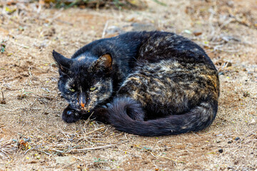 Upclose photo of a feral cat at Hanauma Bay state park, Honolulu, Hawaii