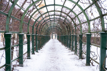 Row of Trees at Peterhof Palace in St. Petersburg, Russia. In winter.