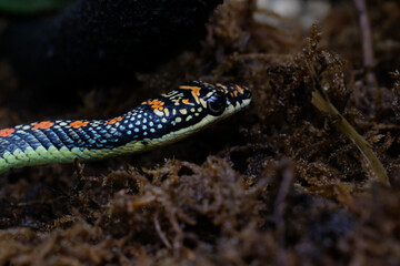 Chrysopelea, more commonly known as the flying snake or gliding snake is a genus that belongs to the family Colubridae.