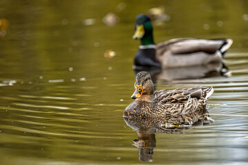 Fototapeta premium 2023-12-24 A FEMALE MALLARD DUCK SWIMMING IN FRONT OF A MALE MALLARD THAT IS BLURRED OUT AT A LOCAL LAKE NEAR MERCER ISLAND WASHINGTON