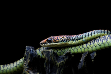 Chrysopelea, more commonly known as the flying snake or gliding snake is a genus that belongs to the family Colubridae.