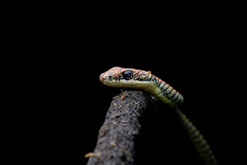 Chrysopelea, more commonly known as the flying snake or gliding snake is a genus that belongs to the family Colubridae.