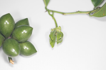 Plant Structure of Flowers, Fruits and Seeds in Laboratory.