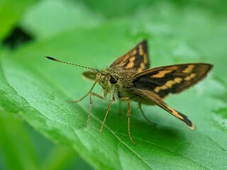 Beautiful butterfly of potanthus omaha basking on a green leaf, Close up