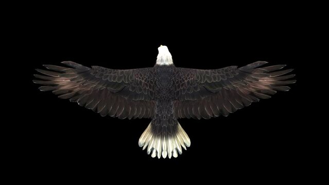 An american bald eagle fly glide on black background with alpha channel included at the end of the video, 3D animation, top view, animated animals, seamless loop animation