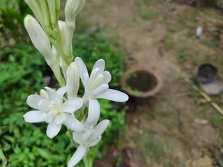 Beautiful close-up of a fresh white tuberose flower in nature background, India