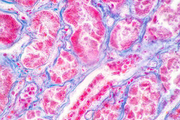 Structure of Tissue of Spleen Human, Liver Human and Kidney Human under the microscope in Lab.