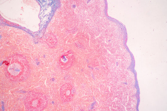 Structure of Tissue of Spleen Human, Liver Human and Kidney Human under the microscope in Lab.