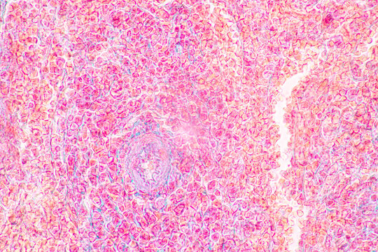 Structure of Tissue of Spleen Human, Liver Human and Kidney Human under the microscope in Lab.