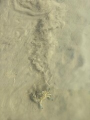 Blue crab walking underwater on sand leaving dust trail