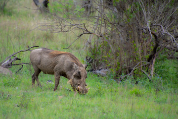 Specimen of warthog in its natural habitat in South Africa