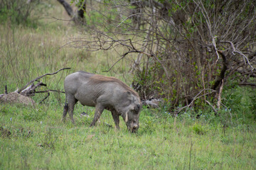 Naklejka na ściany i meble Specimen of warthog in its natural habitat in South Africa