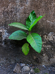 Close-up of a wild plant growing on the wall. 