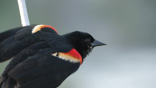 Red Winged Blackbird 02