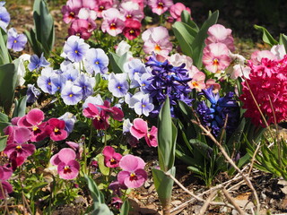 春の花壇　パンジーとヒヤシンス