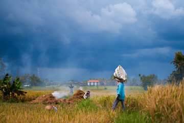 Harvest season in a rice field. An Asian farmer carries a bag of mowed rice on his head.