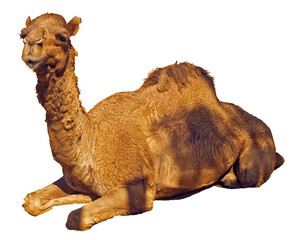 Camel sit lay on the ground isolated