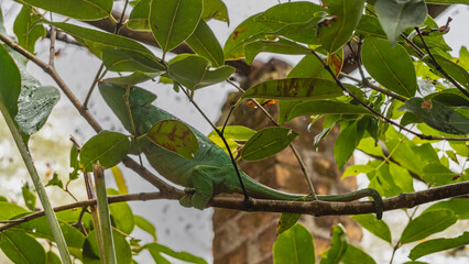 A bright green chameleon lurked among the foliage on a tree. A long tail is wrapped around a branch. Disguise. Madagascar. Kennel reptiles Peyriyar
