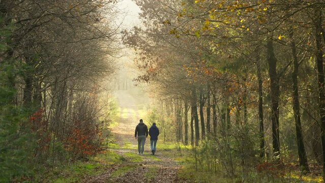 Two people walking through a serene autumn-winter forest, surrounded by tall trees and warm golden light. Static shot.
