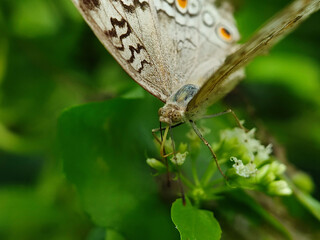 butterfly on leaf
