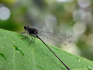 dragonfly on a leaf