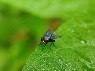 fly, insect, macro, nature, leaf, bug, animal, close-up, wing, closeup, pest, detail, housefly, eye, wildlife, small, garden, isolated, close, hairy, wings, close up, black, dirty, eyes