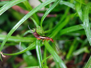 insect, nature, macro, dragonfly, animal, leaf, bug, wildlife, closeup, fly, grass, grasshopper, spider, wings, summer, mosquito, wild, wing, plant, close-up, black, fauna, close up, insects, garden