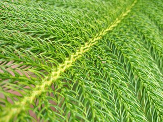green grass background