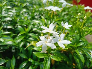 Garden flower