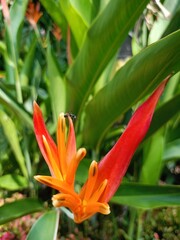 red flower
